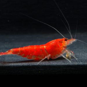 10x Super Red Tiger