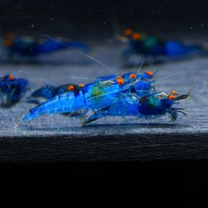 10x Neocaridina Blue OE