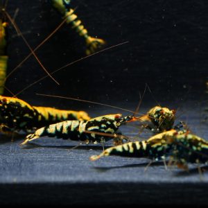 10x Black Galaxy Fishbone