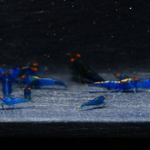 10x Neocaridina Blue OE