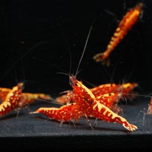 10x Red Galaxy Snowflakes