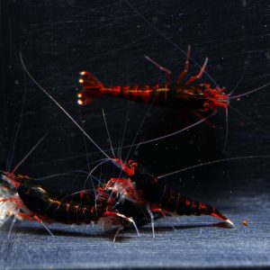 5x Dark Red King Kong GS Line
