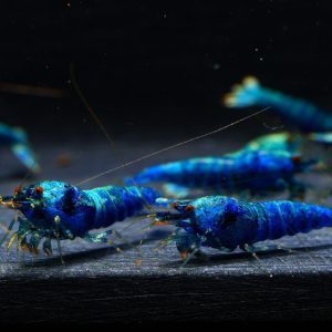10x Extreme Blue Bolt