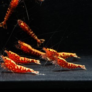 8x Red Galaxy Fishbone Snowflakes