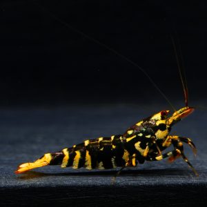 1x Hornet male(1)