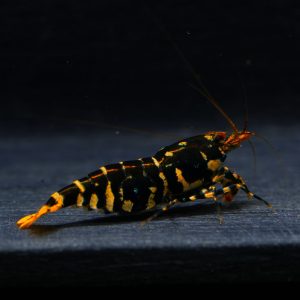 1x Hornet Fem. (2)