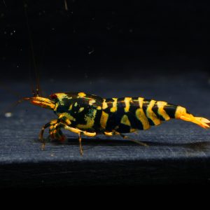 1x Hornet Fem (3)