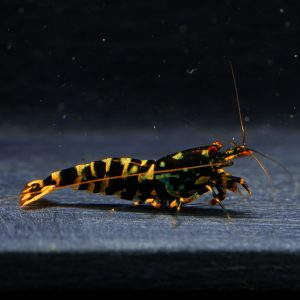 1x Hornet Male (4)