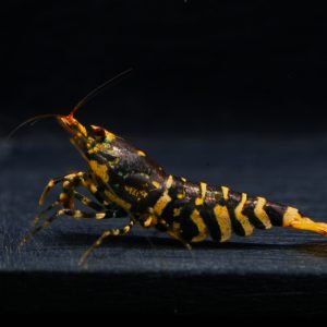 1x Hornet Fem (5)