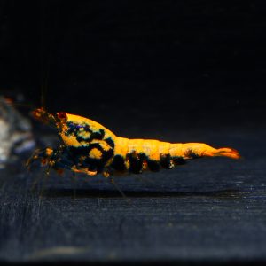 1x Orange Boa Fem (2)