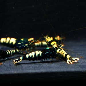 5x Galaxy Zebra OE