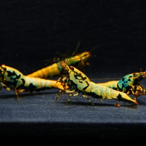 4x Boa