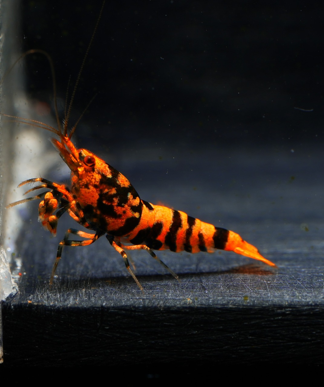 10x Orange Hornet