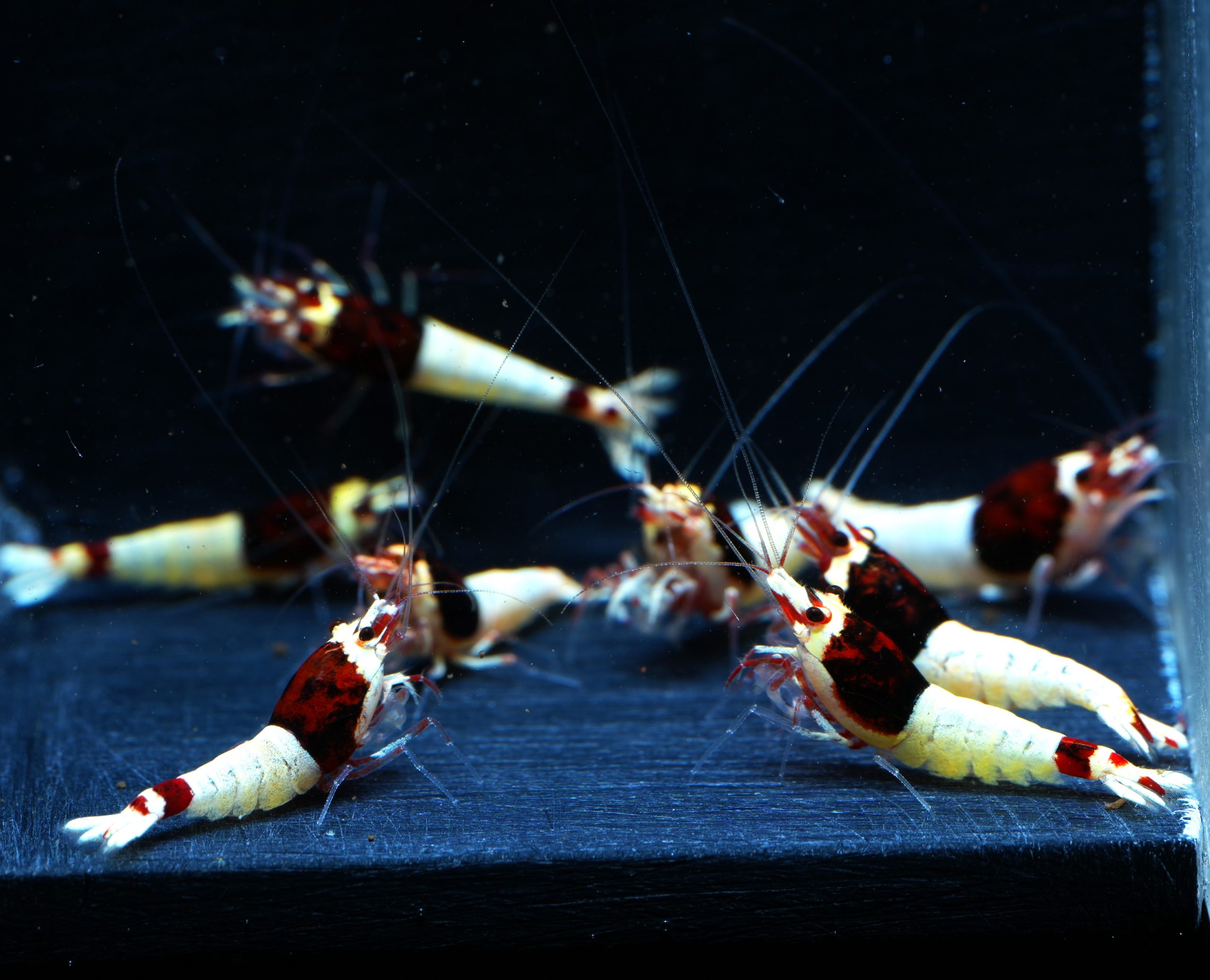 Taiwan Bee Red Mosura