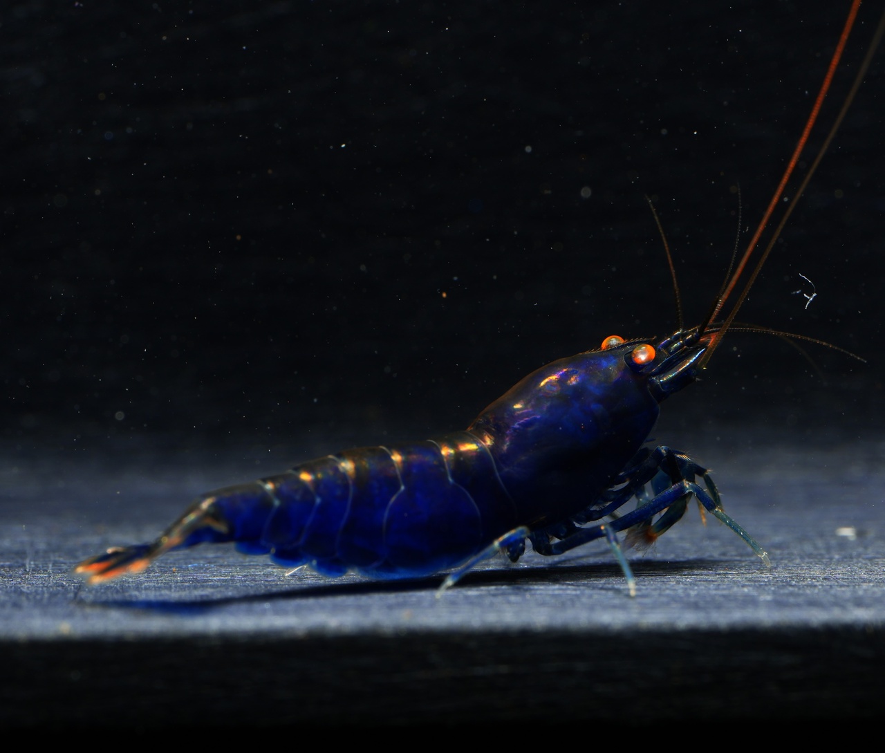 10X Royal Blue Tiger