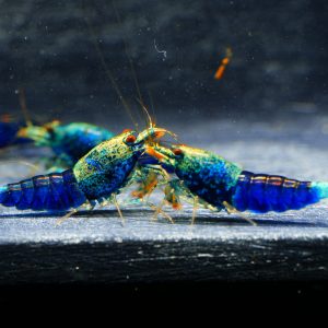 5x Ocean Blue