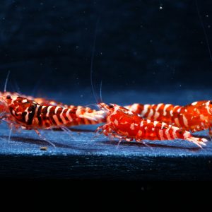 5x Red WASP