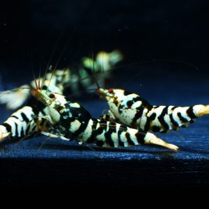 5x Black Fancy Tiger