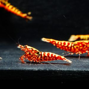 5x Red Stardust Spider Legs