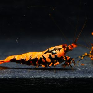 5x Orange Boa