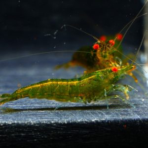 5x Neocaridina Green Jade OE
