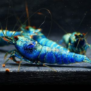 5x Extreme Blue Bolt