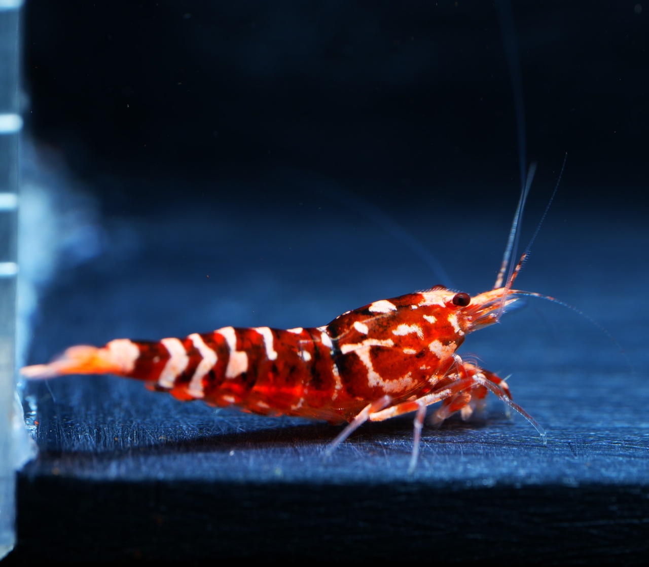 5x Red WASP 4F 1M