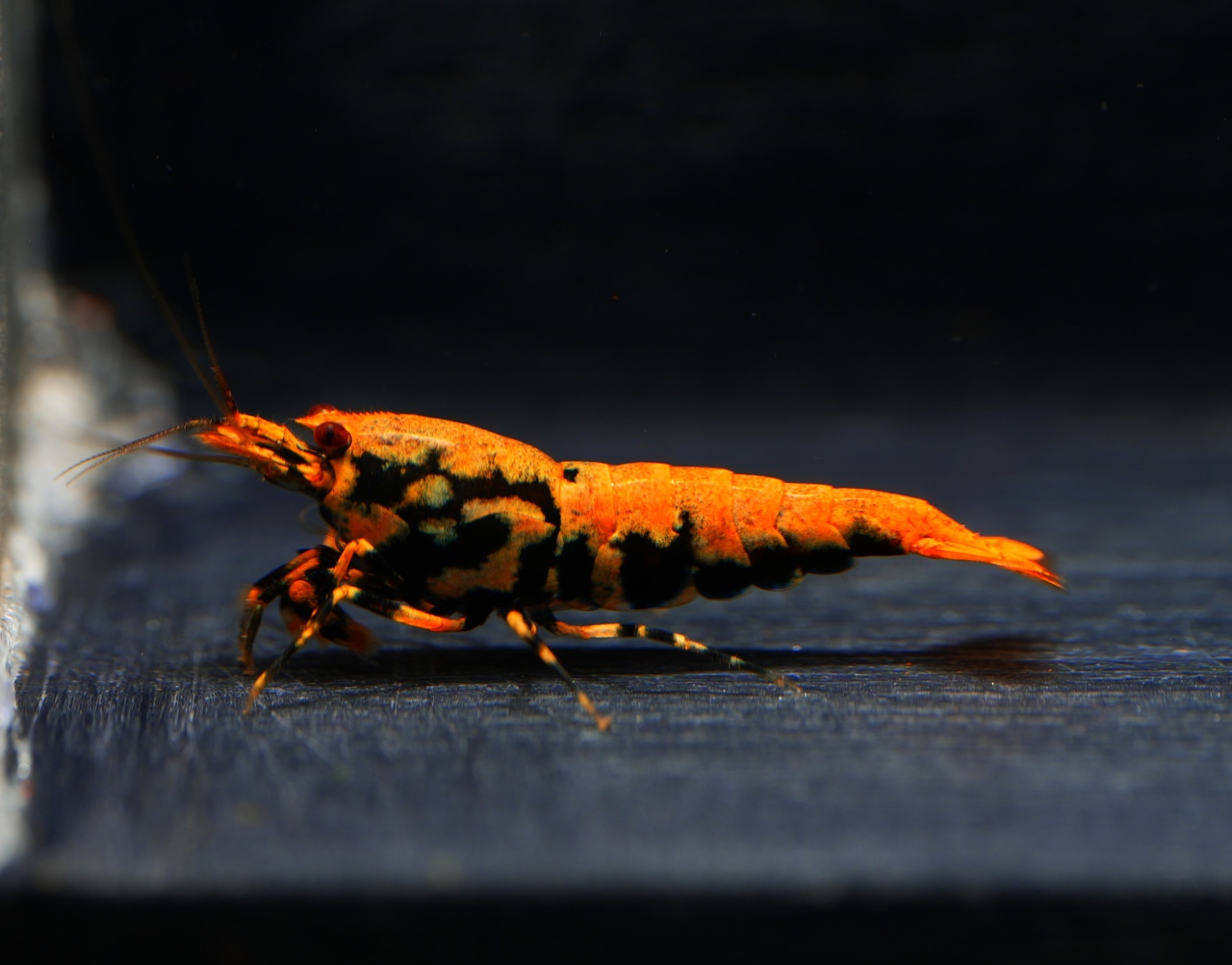 1x Orange Boa fem. (1)