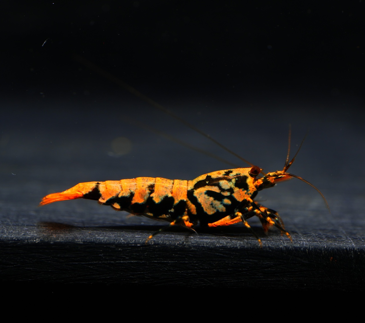 1x Orange Boa fem (2)