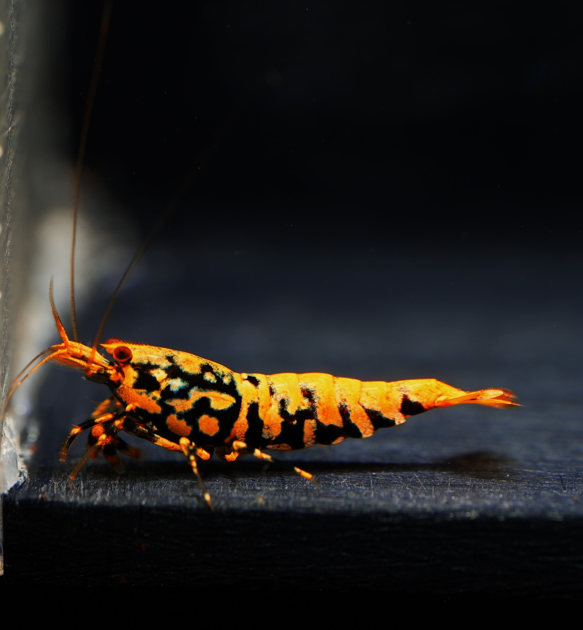 1x Orange Boa fem. (3)