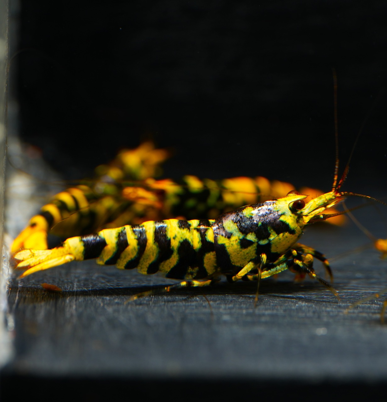 4x Hornet