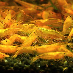 Neocaridina Yellow – intensywnie żółta krewetka akwariowa