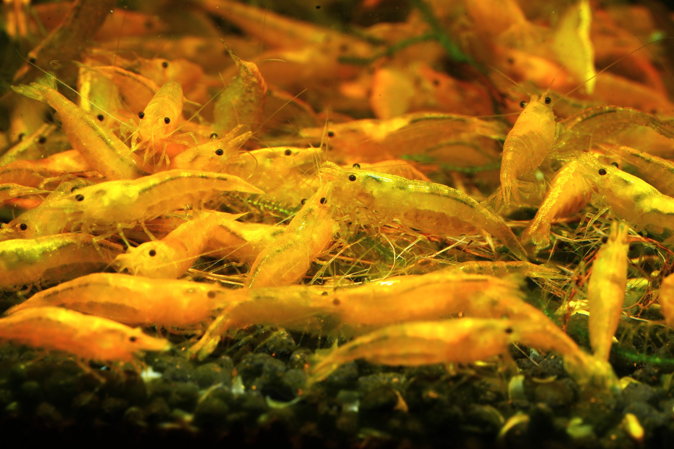 Neocaridina Yellow – intensywnie żółta krewetka akwariowa
