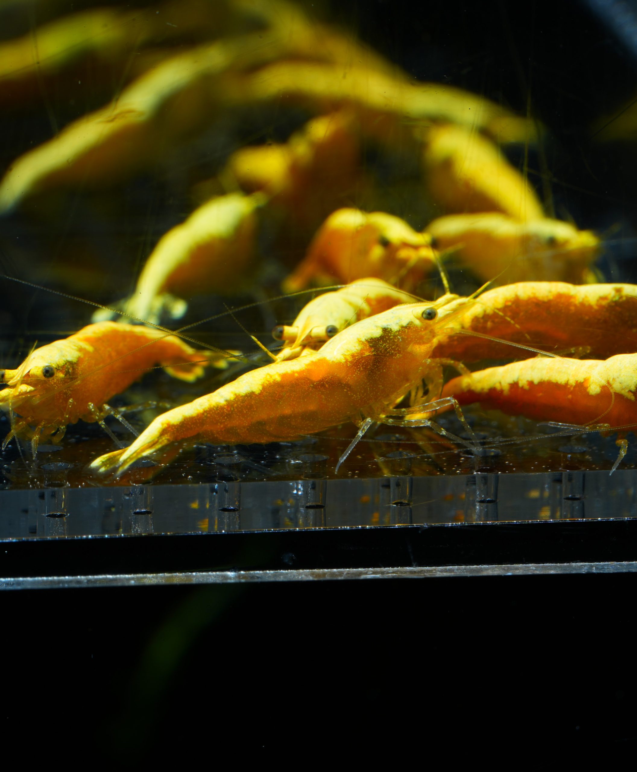 Yellow Fire (Neocaridina davidi)