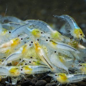 Snowball (Neocaridina davidi)