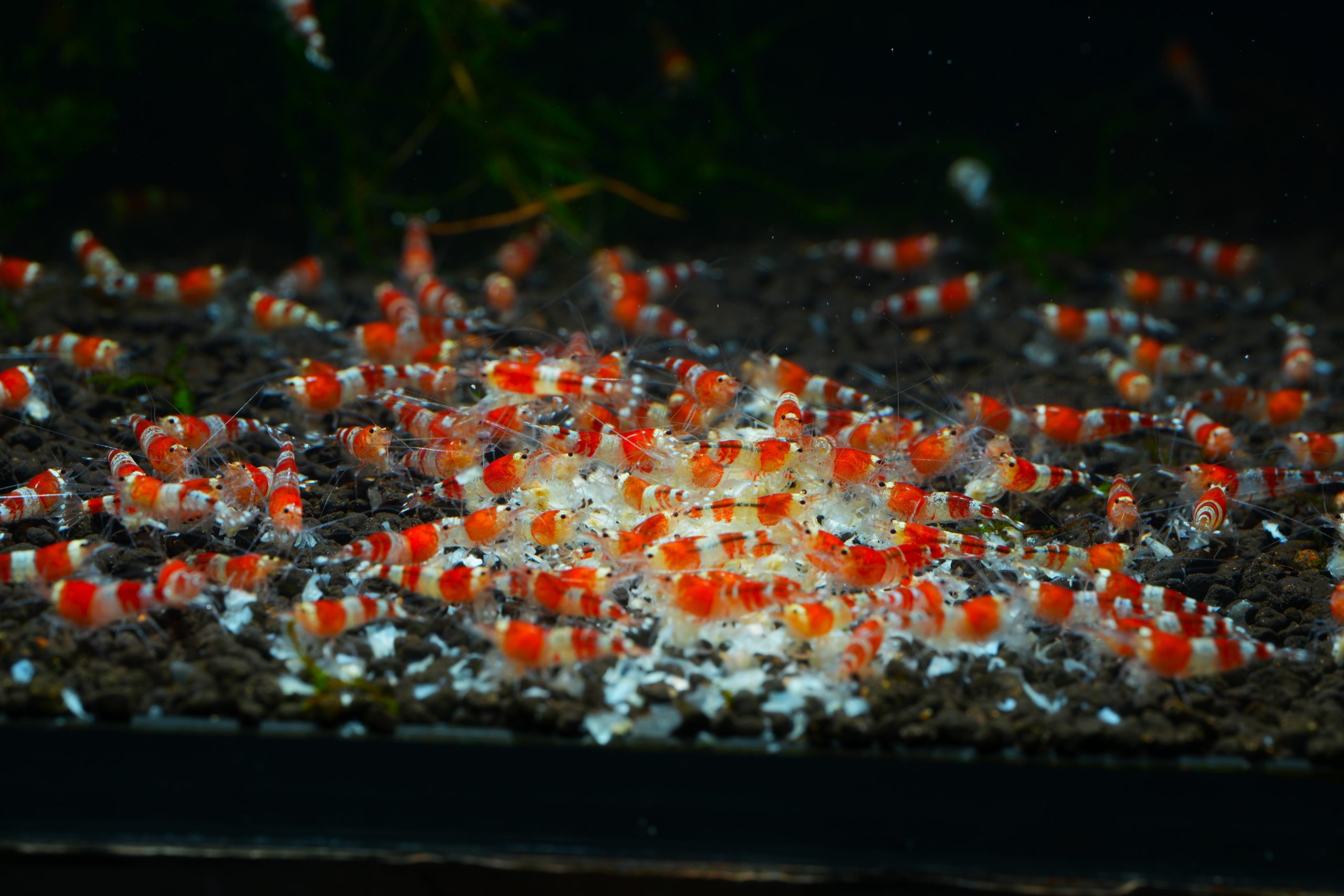 Crystal Red (Caridina cantonensis)