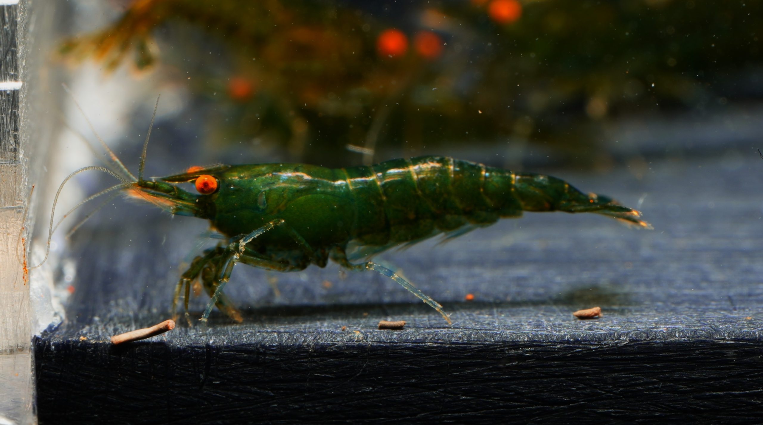 Neocaridina Green Jade OE