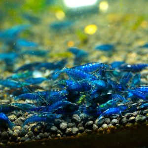 Neocaridina Blue Velvet