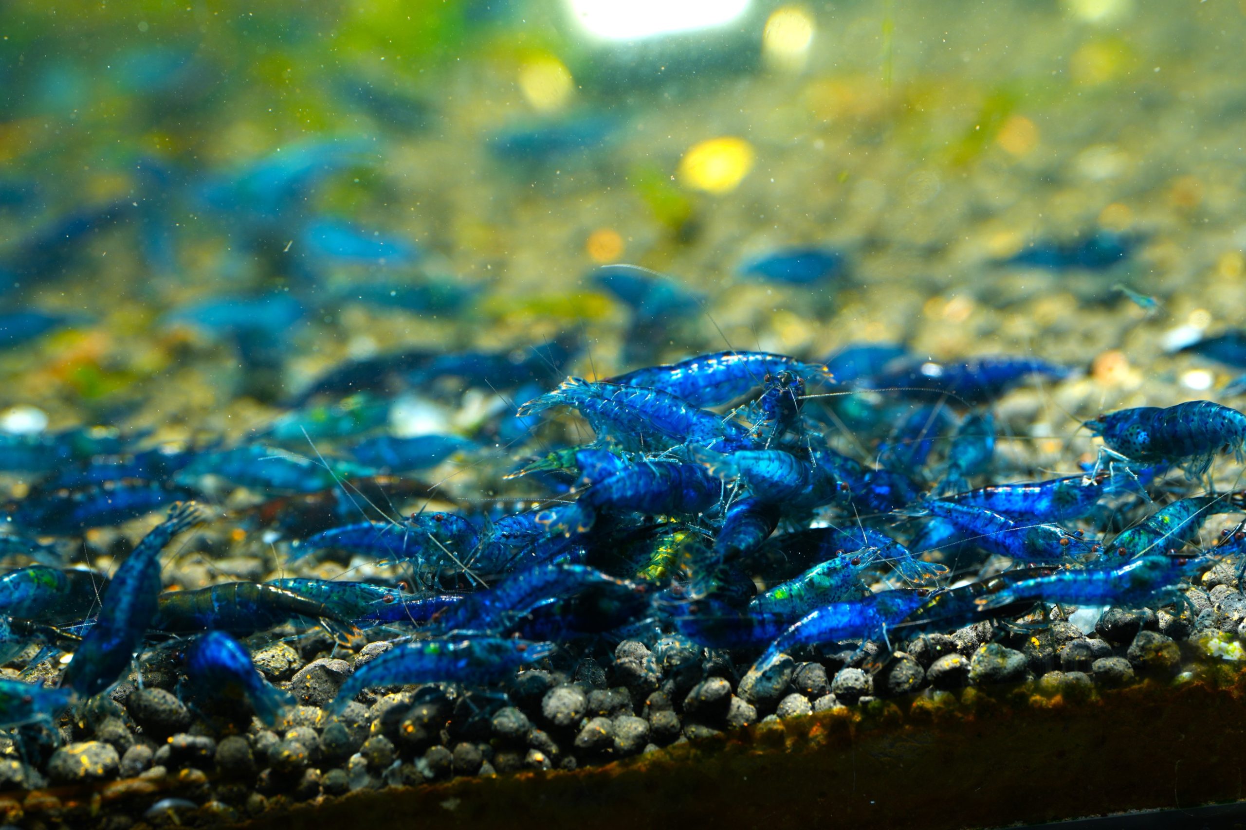 Neocaridina Blue Velvet – niebieska krewetka akwariowa
