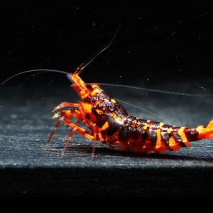 10x Red WASP