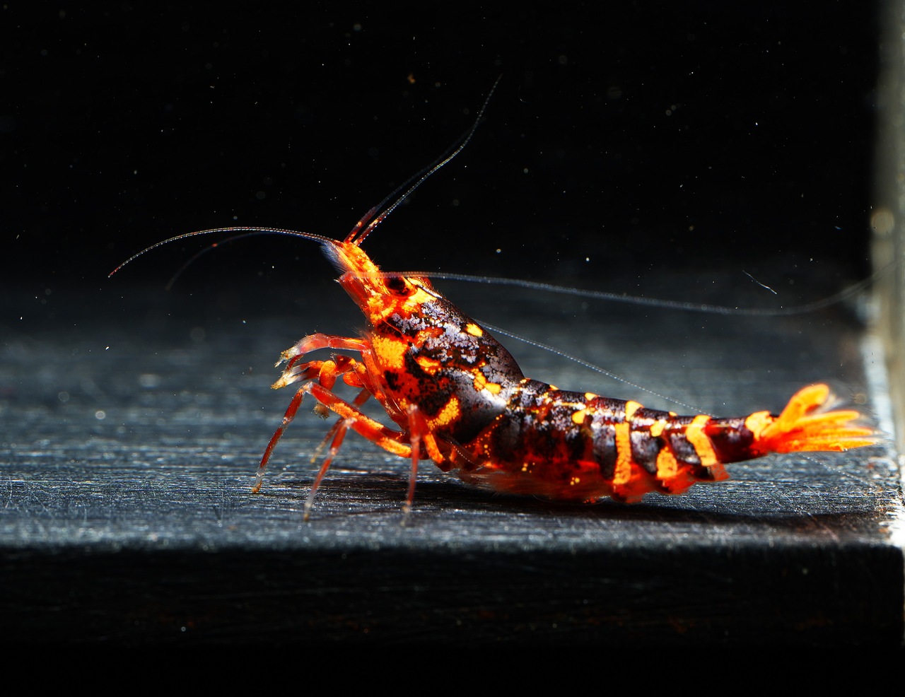 Red WASP