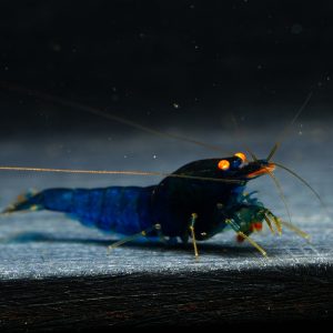 10x Blue Devil OE