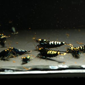 15x Galaxy Zebra OE