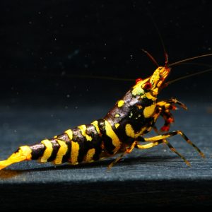 10x Hornet