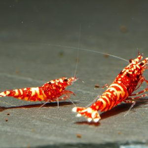 10x Red Snowfall Tiger