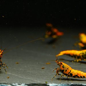 10x Orange Boa