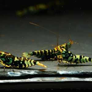 10x Mint Tiger