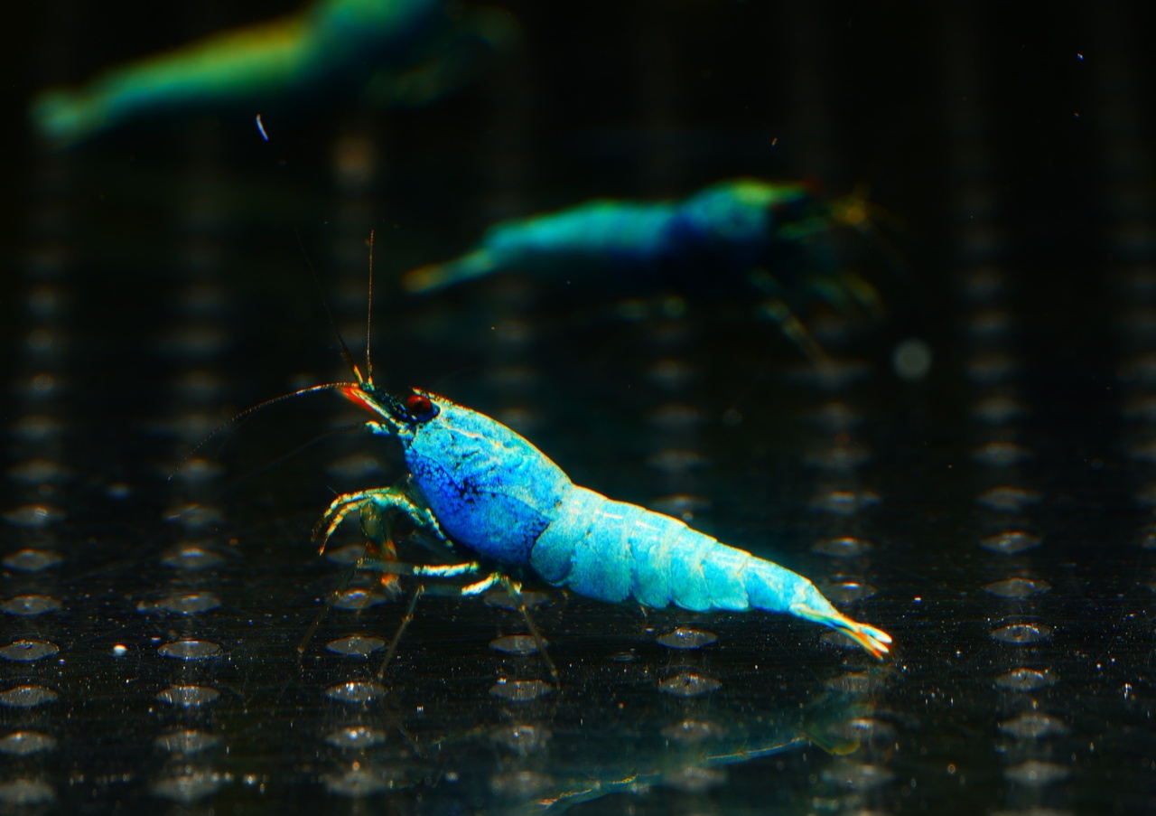 10x Extreme Blue Bolt