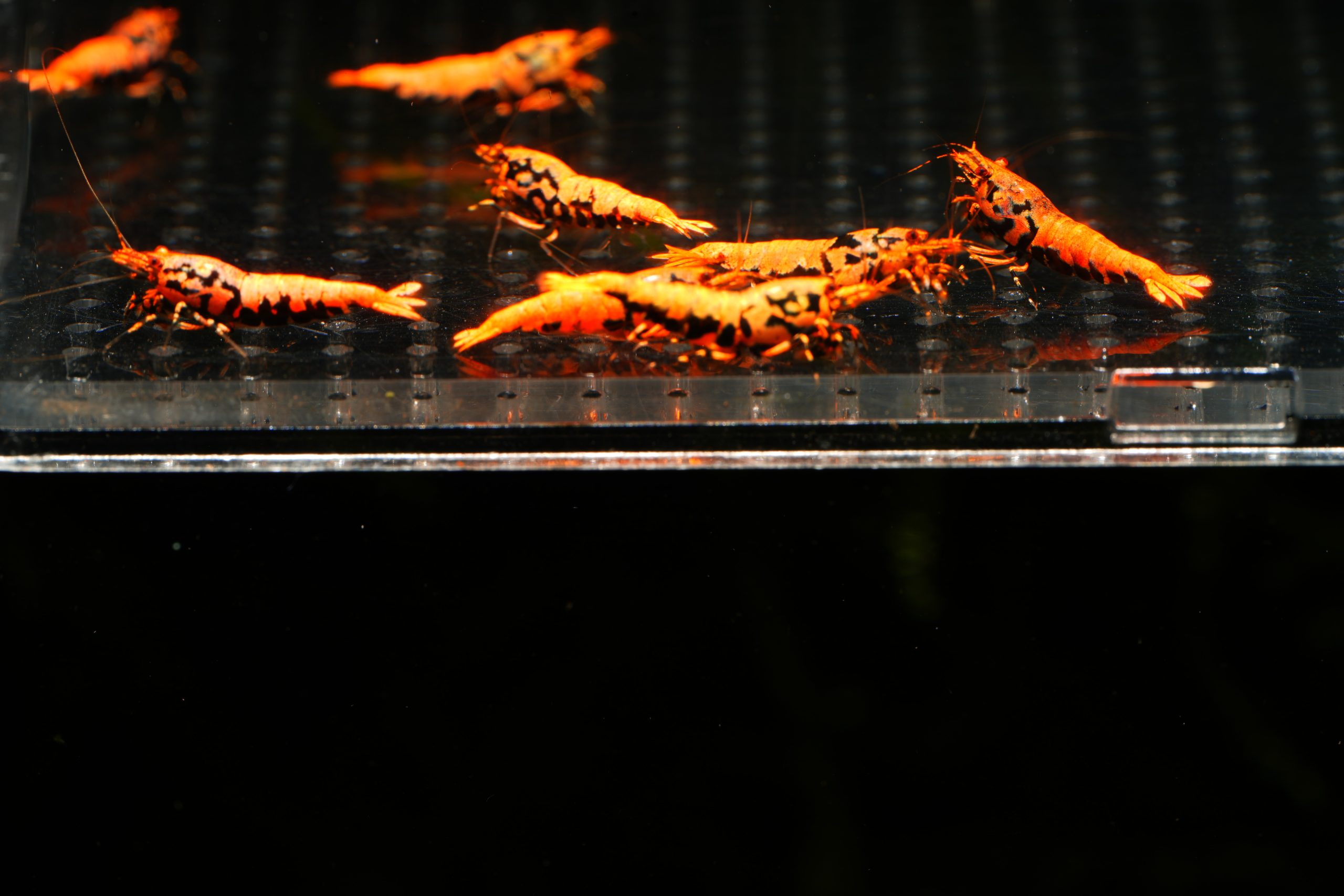 10x Orange Boa
