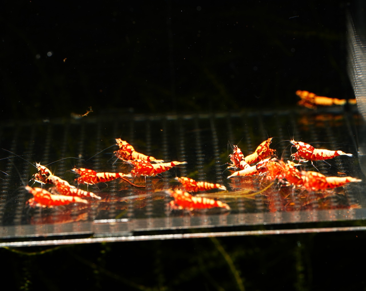 20x Red Galaxy Boa